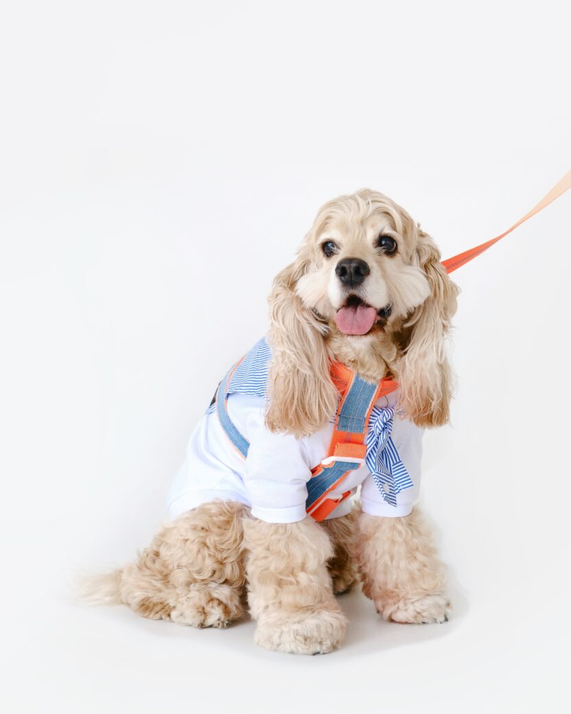 유기견과 가족을 잇는 첫 번째 옷, BOW-OUR 3 Bow Our for post 09