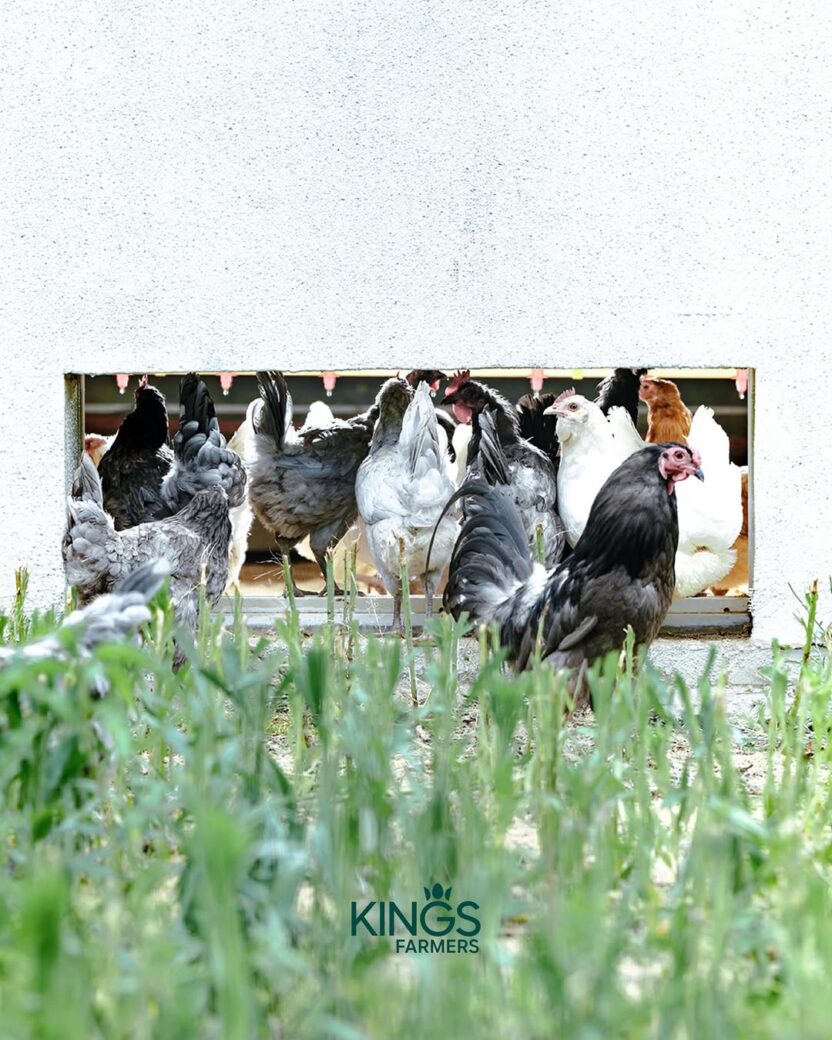 문화를 경작하는 새로운 시대의 농부, 킹스파머스 7 20260227 093929 1