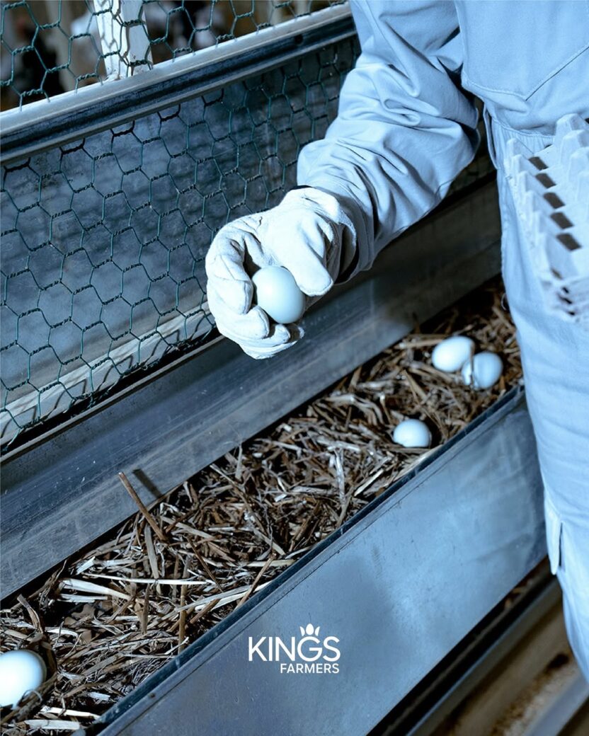 문화를 경작하는 새로운 시대의 농부, 킹스파머스 23 20260227 094212 1