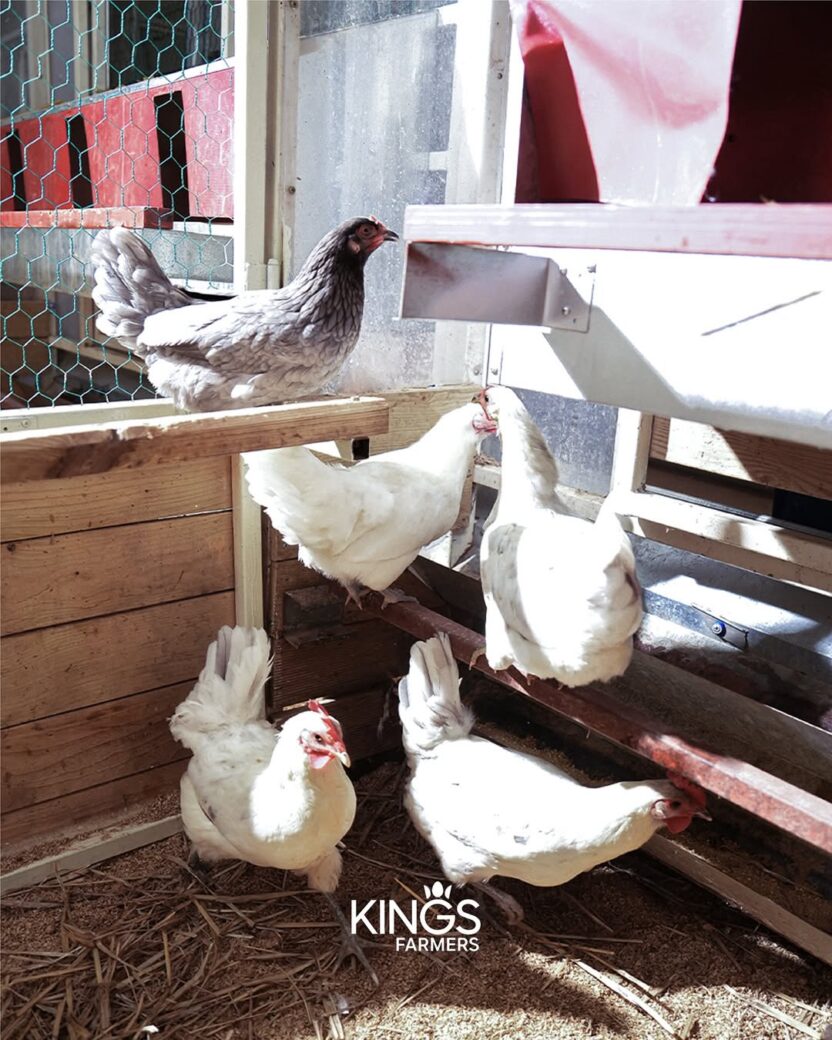 문화를 경작하는 새로운 시대의 농부, 킹스파머스 22 20260227 094212